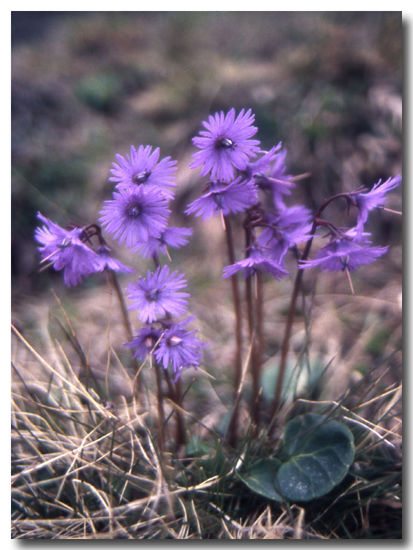 Orchis,Soldanella,Gagea e Pulmonaria